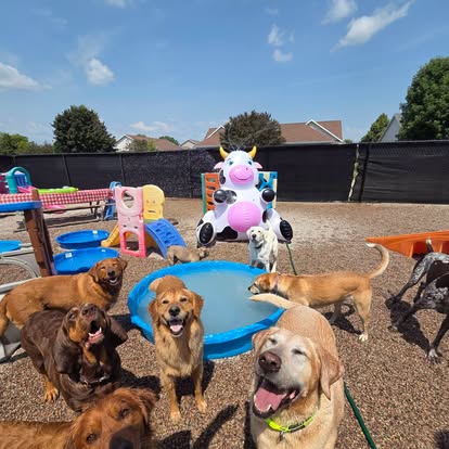 Murry the yellow Labrador at Go Fetch in Winneconne with his friends