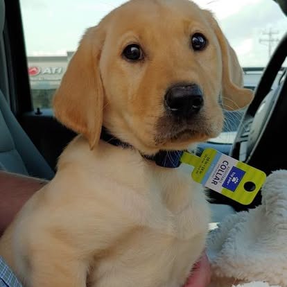 Murry as a yellow Labrador puppy