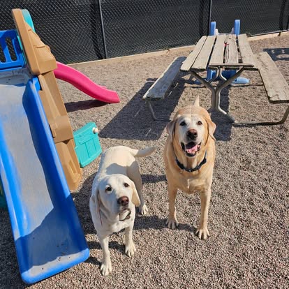 Murry the yellow Labrador at school with a friend
