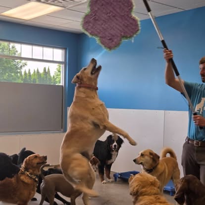 Murry the yellow Labrador enjoying a piñata