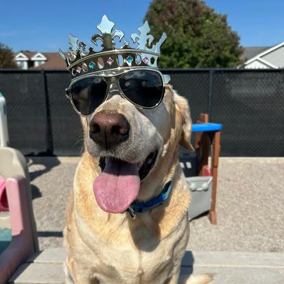 Murry, the yellow Labrador who inspired Murry's Place in Butte des Morts, Wisconsin